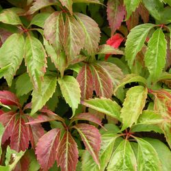 Parthenocissus Quinq. 'Engelmannii' 80-100 C2