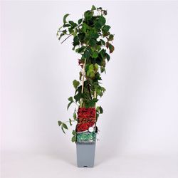 Parthenocissus Tr. Veitchii 70 VK2L