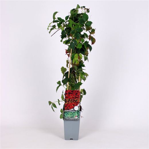Parthenocissus Tr. Veitchii 70 VK2L