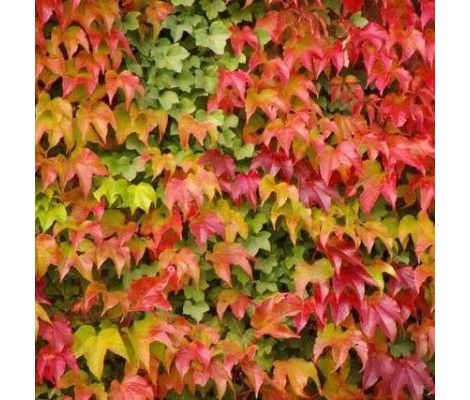 Parthenocissus Tr. Veitchii 70 VK2L