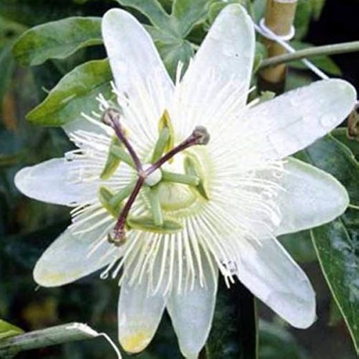 Passiflora 'Caerulea Const. Elliott' 70 VK2L