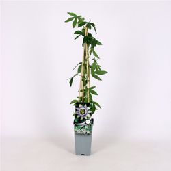 Passiflora 'Damsel's Delight ®' 70 VK2L