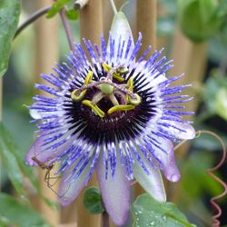 Passiflora 'Damsel's Delight ®' 70 VK2L