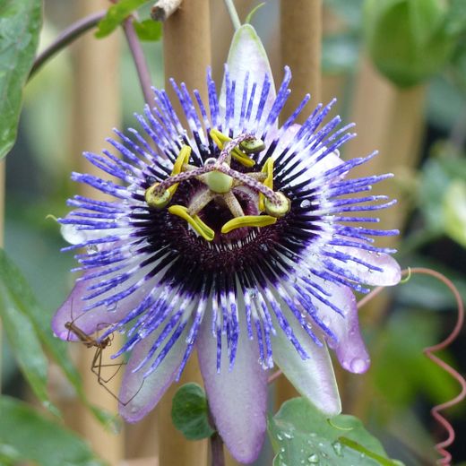 Passiflora 'Damsel's Delight ®' 70 VK2L