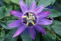 Passiflora 'Lavender Lady' 70 VK2L