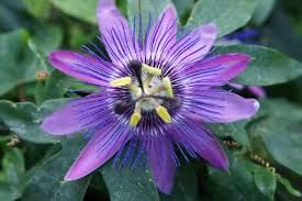 Passiflora 'Lavender Lady' 70 VK2L