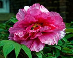 Peonias china suffruticosa c-15 / 25 cm altura