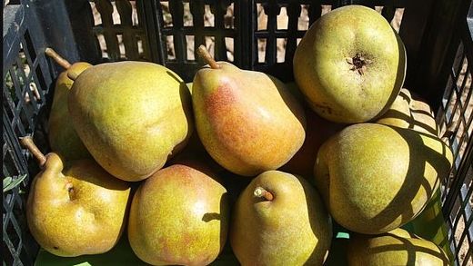 Pera Butirra Hardy CT.42  ITALIA