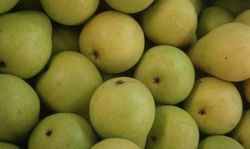 Pera Coscia C-24 ITALIA