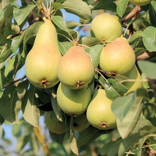 Pera Coscia C-24 ITALIA