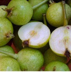 PERA Pyrus communis San Pedro C-24  ITALIA