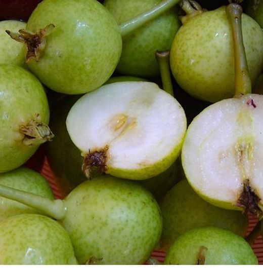 PERA Pyrus communis San Pedro C-24  ITALIA