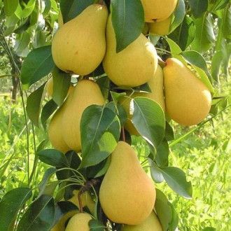 Pera Santa Maria C-24  ITALIA