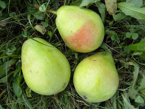 Pera Santa Maria CT.42  ITALIA