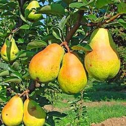 Pera William Blanco C-24  ITALIA