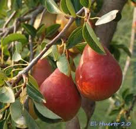PERAL BELLEZA DE ROMA Pyrus communis 4/6 C-25