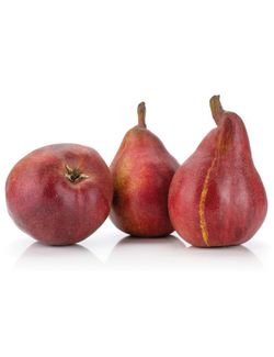 PERAL BELLEZA DE ROMA Pyrus communis 4/6 C-25