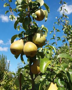 PERAL BEURE HARDY Pyrus communis 4/6 C-19