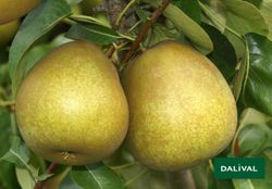 PERAL BEURRE HARDY Pyrus communis 6/8 C-25
