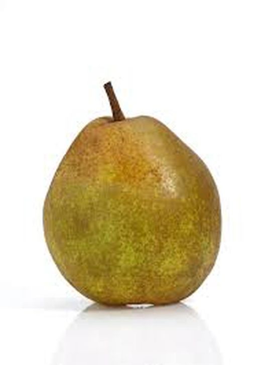 PERAL BEURRE HARDY Pyrus communis 6/8 C-25
