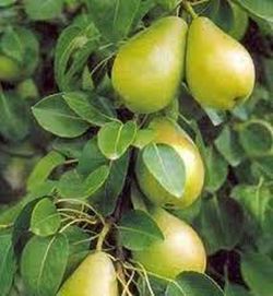 PERAL BLANQUILLA Pyrus communis 4/6 C-19