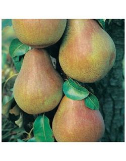 PERAL BLANQUILLA Pyrus communis 6/8 C-25