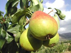 PERAL CASTELL Pyrus communis 6/8 C-25