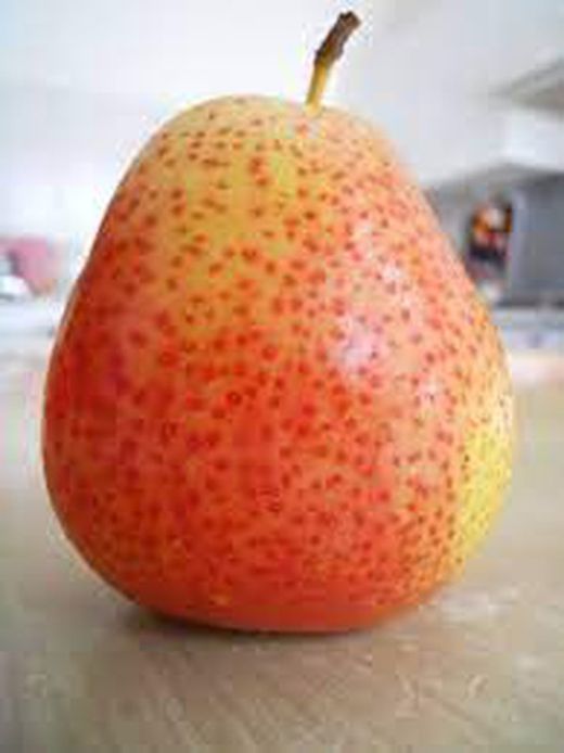 PERAL CASTELL Pyrus communis 6/8 C-25