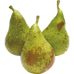 PERAL COFERENCE Pyrus communis 4/6 C-19