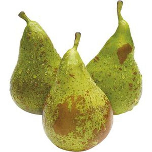 PERAL COFERENCE Pyrus communis 4/6 C-19