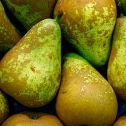 PERAL CONFERENCE Pyrus communis 6/8 C-25