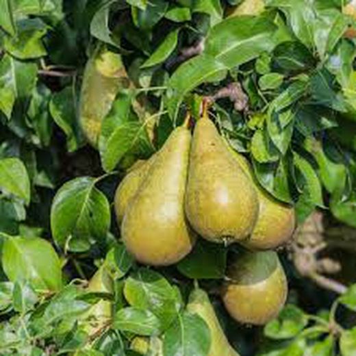 PERAL CONFERENCE Pyrus communis 6/8 C-25