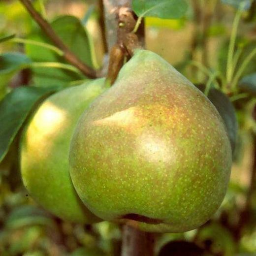 PERAL DOYENE DE COMICE Pyrus communis 4/6 C-19