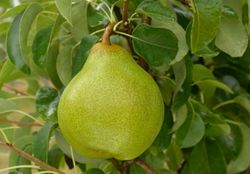 PERAL DOYENE DE COMICE Pyrus communis 6/8 C-25