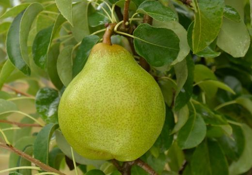 PERAL DOYENE DE COMICE Pyrus communis 6/8 C-25