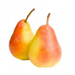 PERAL ERCOLINI Pyrus communis 6/8 C-25