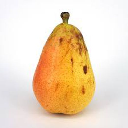 PERAL LIMONERA Pyrus communis 4/6 C-19