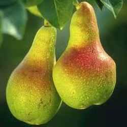 PERAL LIMONERA Pyrus communis 4/6 C-19