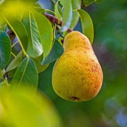 PERAL LIMONERA Pyrus communis 4/6 C-25