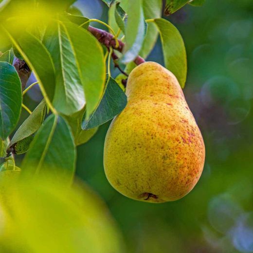 PERAL LIMONERA Pyrus communis 4/6 C-25