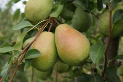 PERAL LOUISE BONNE Pyrus communis 4/6 C-19