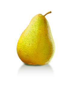 PERAL LOUISE BONNE Pyrus communis 4/6 C-19