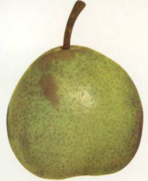 PERAL PASSA CRESSANA T Pyrus communis 4/6 C-19