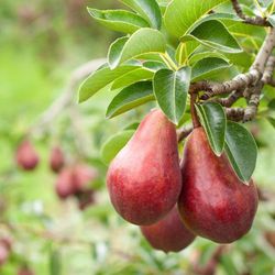 PERAL RED BARLET Pyrus communis 4/6 C-19