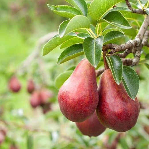 PERAL RED BARLET Pyrus communis 4/6 C-19