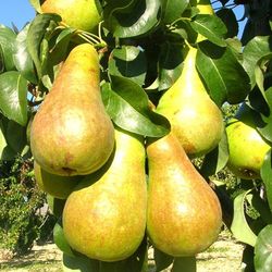 PERAL TENDRAL VALENCIA Pyrus communis 4/6 C-19