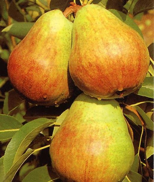 PERAL TENDRAL VALENCIA Pyrus communis 6/8 C-25