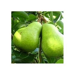 PERAL WILLIAMS Pyrus communis 4/6 C-19