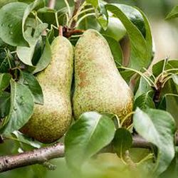 PERAL WILLIAMS Pyrus communis 6/8 C-25