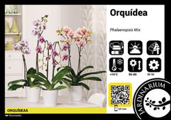 Phalaenopsis 2 t. mix 70 cm
